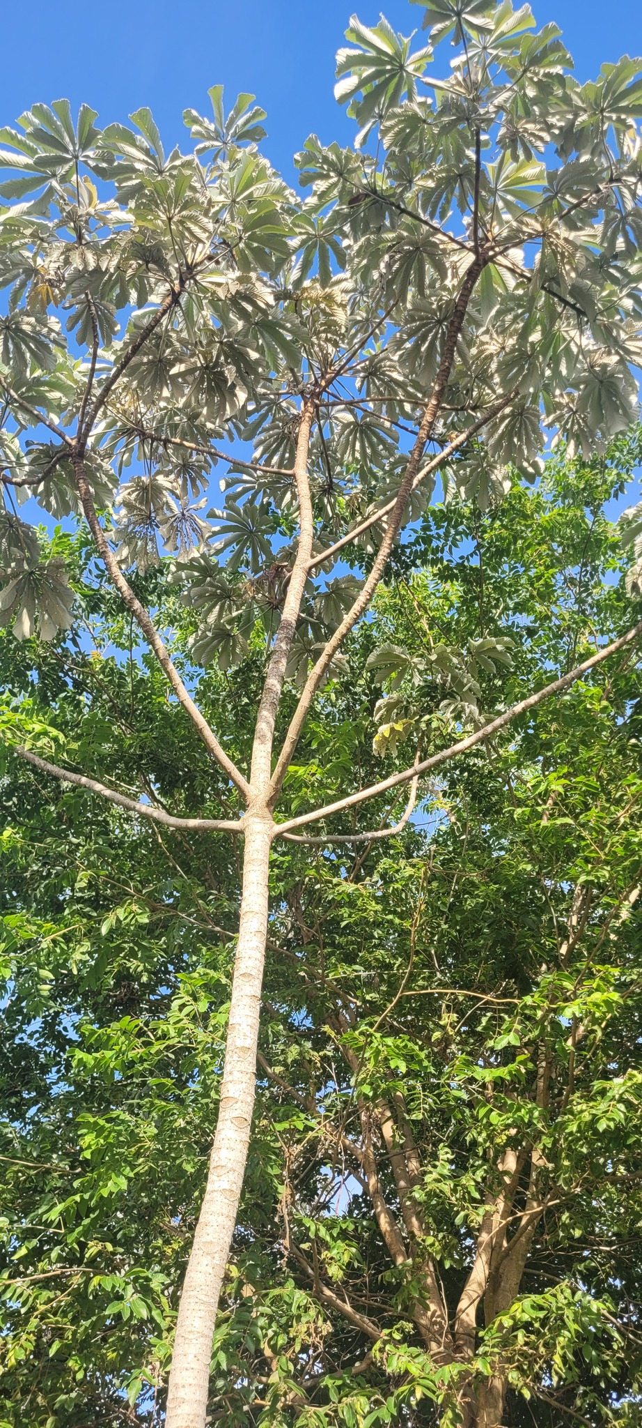 Cecropia pachystachya