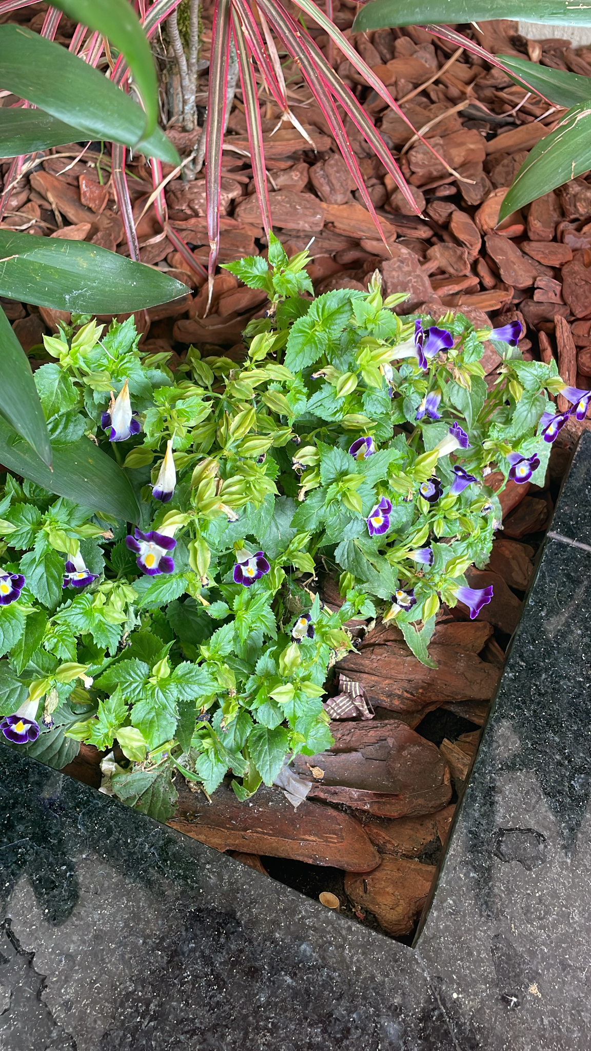 Torenia fournieri