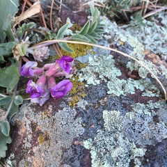 Astragalus shortianus