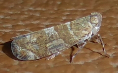 Lophopidae