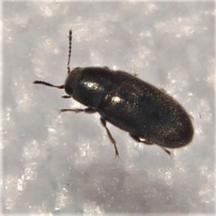 Limnichidae