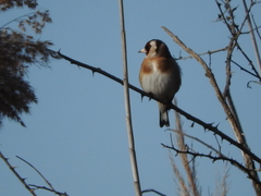 Carduelis carduelis