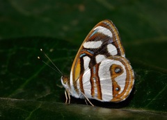 Dynamine