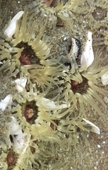 Anthopleura minima