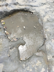 Anthopleura minima