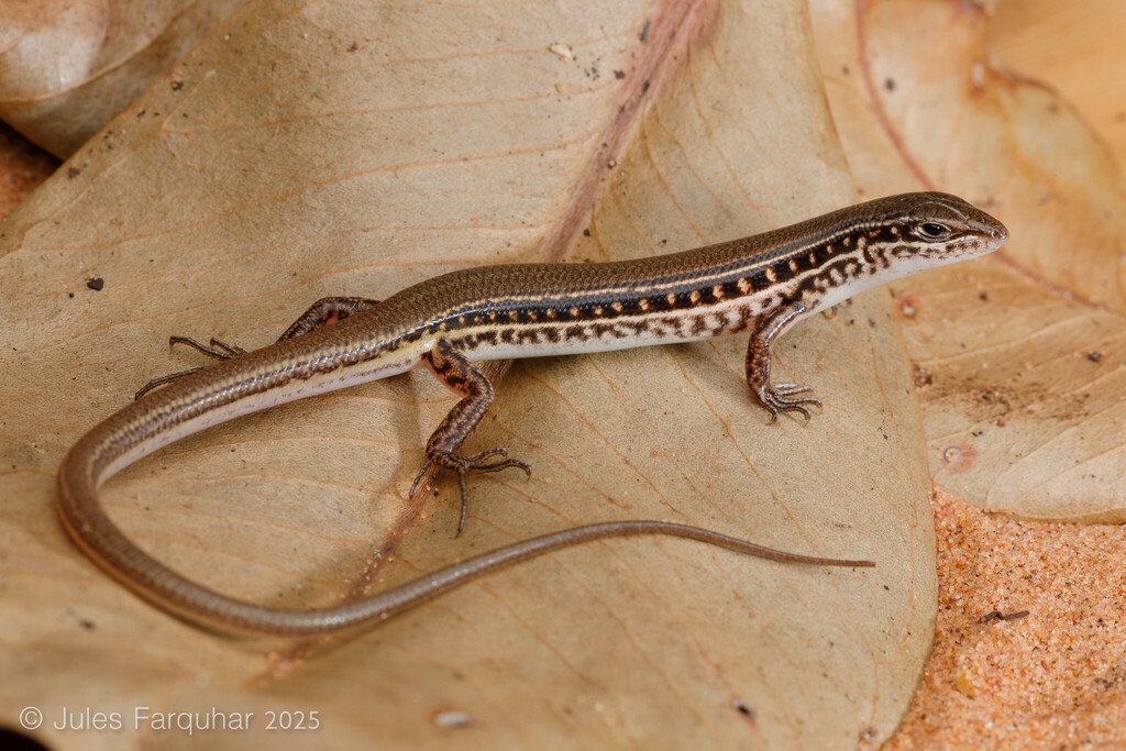 Arnhem Land Ctenotus