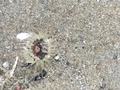 Anthopleura minima
