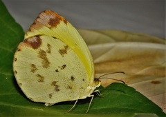 Pyrisitia dina
