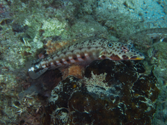 Parapercis clathrata