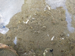 Anthopleura minima