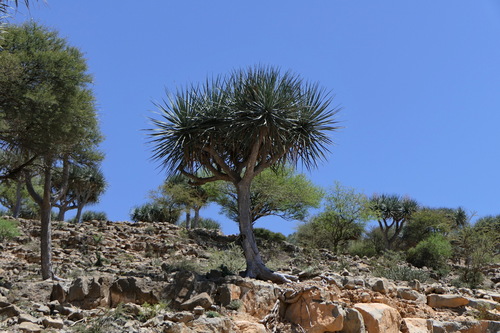 Gabal Elba dragon tree