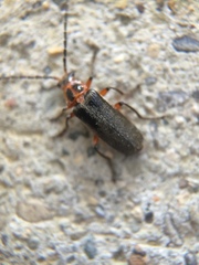 Atalantycha bilineata