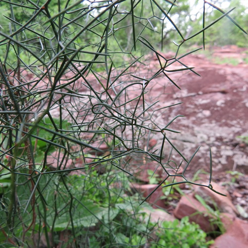 Asparagus divaricatus image