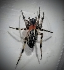 Alpaida veniliae