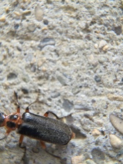 Atalantycha bilineata