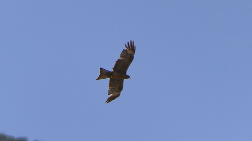 Black Kite