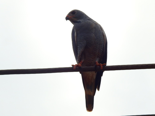 Northern Lizard Buzzard