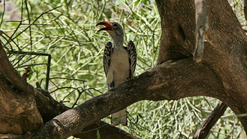 Northern Red-billed Hornbill