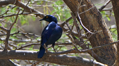 Greater Blue-eared Starling