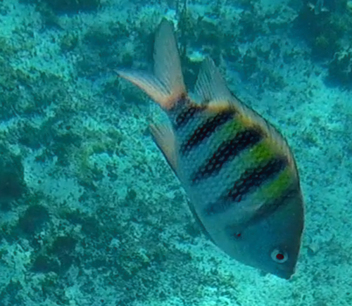 Sergeant Majors