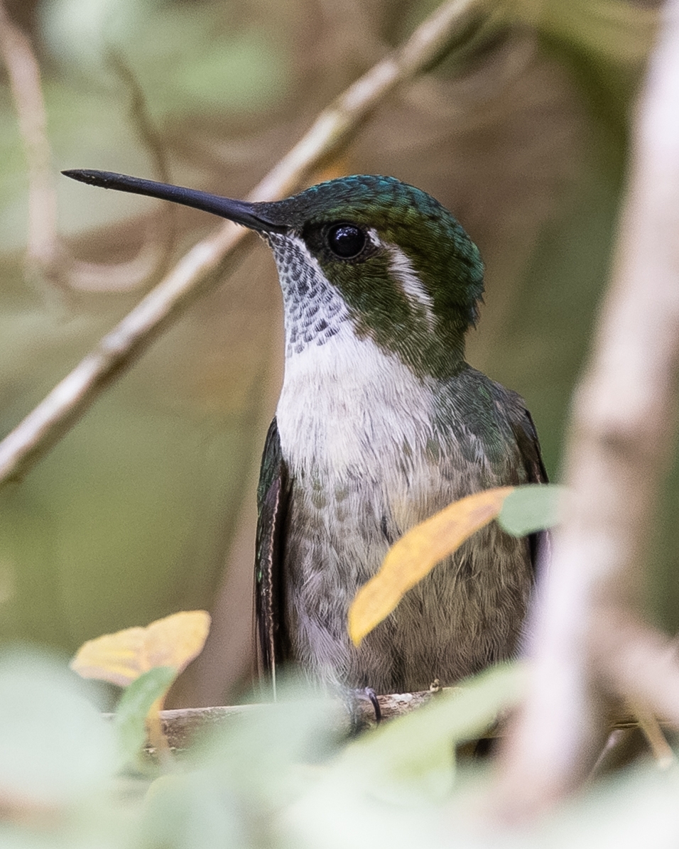 Green-throated Mountaingem (Lampornis viridipallens), photo 2