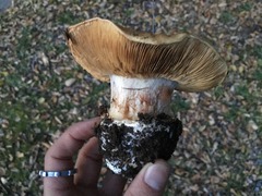 Cortinarius xanthodryophilus