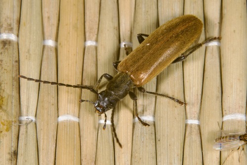 Sparedrus testaceus, 2025-06-01
