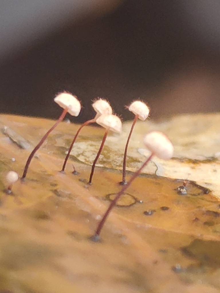 Marasmius hudsonii · November 2025 · photo: © tomhughes97 (iNaturalist, cc-by)