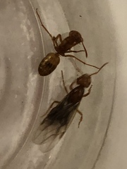Lasius interjectus