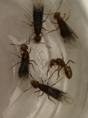 Lasius interjectus