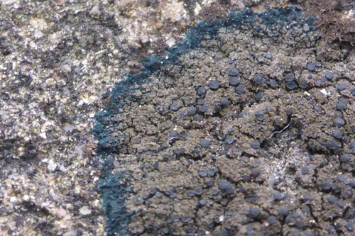 Blackthread Lichen