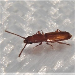 Laemophloeidae