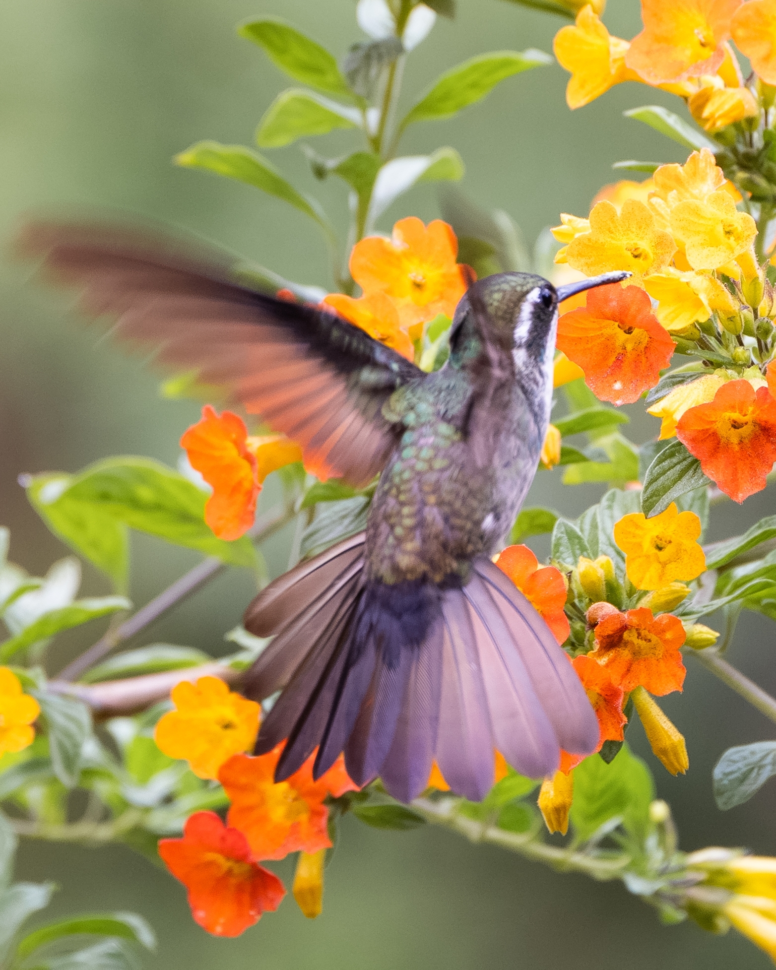 Green-throated Mountaingem (Lampornis viridipallens), photo 3