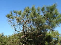 Pinus pinaster