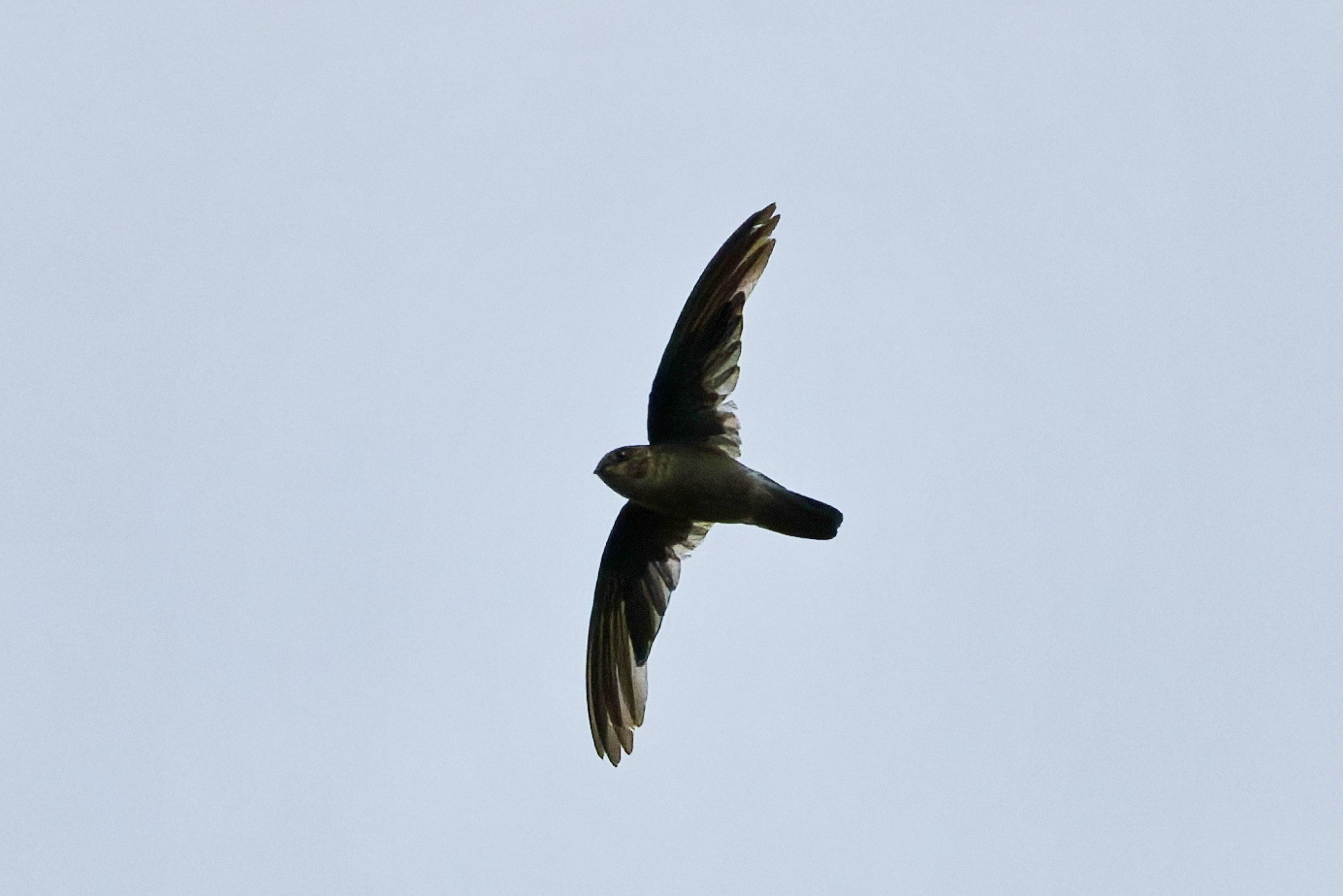White-rumped Swiftlet (Aerodramus spodiopygius), photo 2