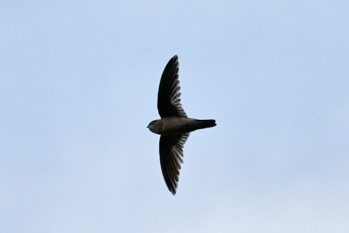 White-rumped Swiftlet (Aerodramus spodiopygius)