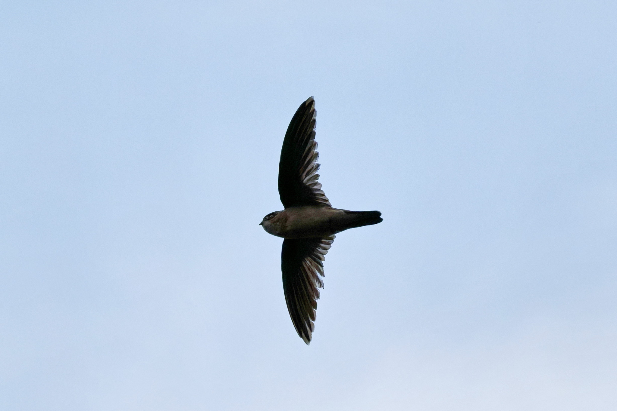 White-rumped Swiftlet (Aerodramus spodiopygius), photo 1