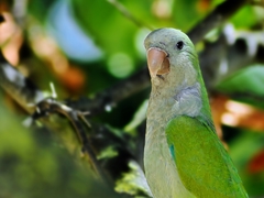 Myiopsitta monachus