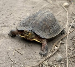 Rhinoclemmys pulcherrima rogerbarbouri