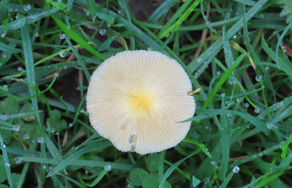 Bolbitius titubans · November 2025 · photo: © rrosslyn (iNaturalist, cc0)