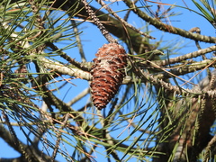 Pinus pinaster