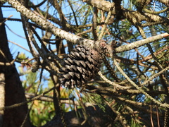 Pinus pinaster