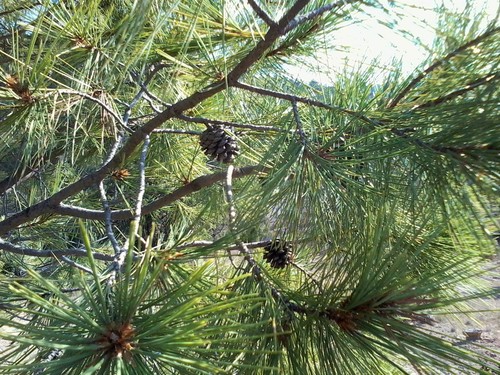 Chihuahuan pine