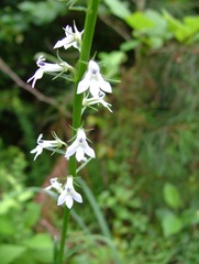 Lobelia spicata