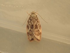 Garrha limbata
