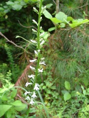 Lobelia spicata