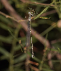 Rhadinosticta simplex