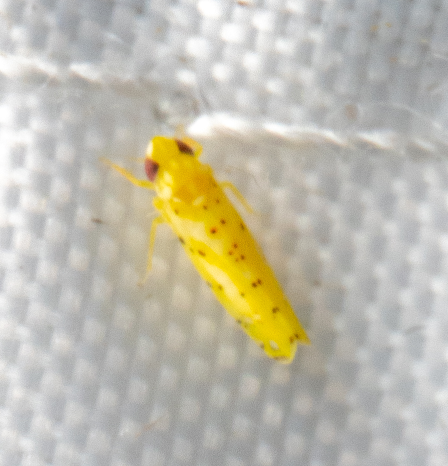 Limassolla rubrolimbata