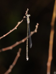 Rhadinosticta simplex