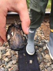 Ameiurus nebulosus